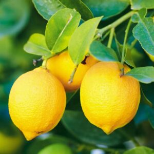 parfum lemon 30 ml