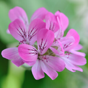 Huile essentiel Geranium BIO 10 ml
